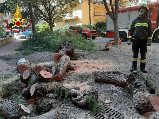 Ventimiglia: cade un albero nei giardini della scuola 'Biancheri', nessun ferito e intervento dei Vvf (Foto)