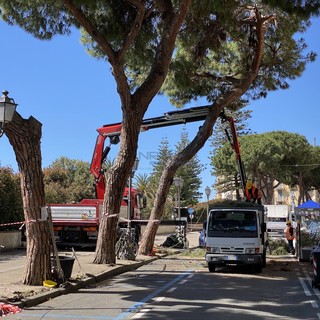 Sanremo dice addio ad altri 19 alberi: ne saranno abbattuti due a Santa Tecla e 17 in strada Caponero