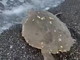 Bordighera: tartaruga 'Caretta caretta' avvistata nei giorni scorsi sulla spiaggia (Video)