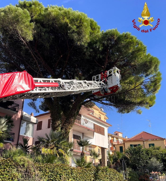 Santo Stefano al Mare: ramo pericolante sulla statale Aurelia, intervento dei Vigili del Fuoco (Foto)