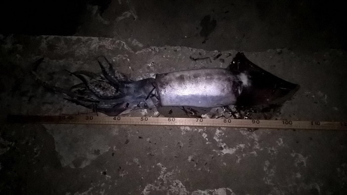 Diano Marina: totano da un metro e 10 cm del peso di 6 kg trovato 'spiaggiato' sulla battigia (Foto)