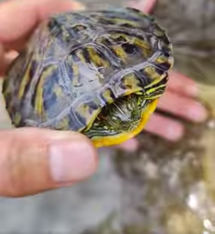 Ventimiglia, tartaruga d'acqua dolce incastrata tra gli scogli: salvata dal soccorso veterinario Val Nervia (Foto e video)