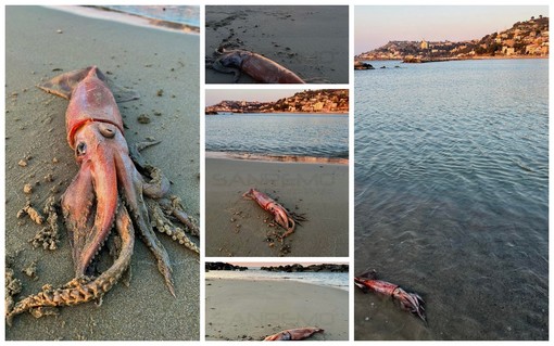 Arma di Taggia: grosso totano 'spiaggiato' di fronte al 'Piccolo Jolly', fotografato e rimesso in mare