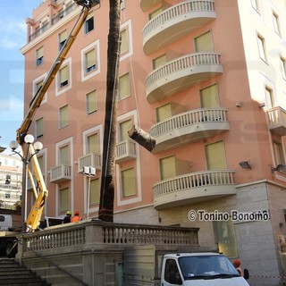 Sanremo: abbattuta in via Matteotti vicino al Casinò l'ennesima palma colpita dal 'Punteruolo Rosso'