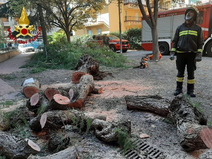 Ventimiglia: cade un albero nei giardini della scuola 'Biancheri', nessun ferito e intervento dei Vvf (Foto)