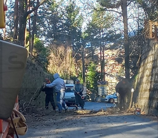 Bajardo: taglio di alberi in corso sulla Provinciale 56, attenzione alle segnalazioni (Foto)