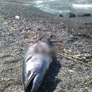 Sanremo: tonno lungo un metro trovato stamattina 'spiaggiato' sulla caletta della spiaggia di Capo Verde