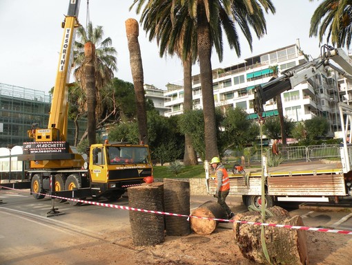 Sanremo: abbattute alcune palme nella zona dei giardini di via Anselmi