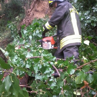 Sanremo: albero pericolante in strada Peiranze, intervento di messa in sicurezza dei Vigili del Fuoco