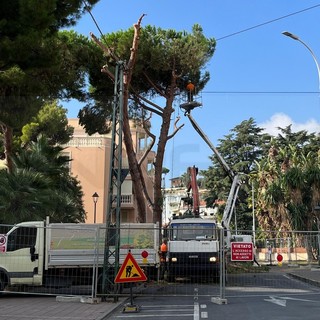 Arma di Taggia: via Magellano chiusa per taglio alberi, scatta la messa in sicurezza