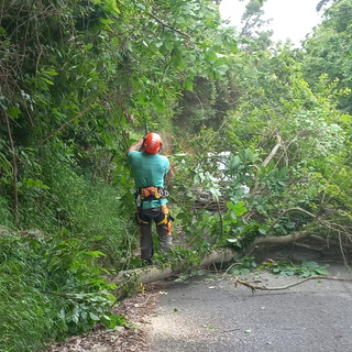 Perinaldo: eliminati gli alberi pericolosi sulla Strada Provinciale 61 (Foto)