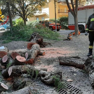Ventimiglia: cade un albero nei giardini della scuola 'Biancheri', nessun ferito e intervento dei Vvf (Foto)