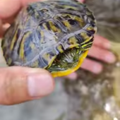 Ventimiglia, tartaruga d'acqua dolce incastrata tra gli scogli: salvata dal soccorso veterinario Val Nervia (Foto e video)