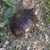 Sanremo: due tartarughe d'acqua smarrite nella zona dei 'Tre Ponti', l'appello del proprietario