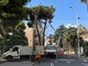 Arma di Taggia: via Magellano chiusa per taglio alberi, scatta la messa in sicurezza