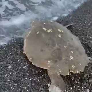 Bordighera: tartaruga 'Caretta caretta' avvistata nei giorni scorsi sulla spiaggia (Video)