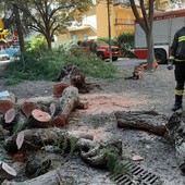 Ventimiglia: cade un albero nei giardini della scuola 'Biancheri', nessun ferito e intervento dei Vvf (Foto)