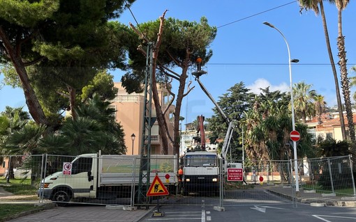 Arma di Taggia: via Magellano chiusa per taglio alberi, scatta la messa in sicurezza