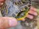 Ventimiglia, tartaruga d'acqua dolce incastrata tra gli scogli: salvata dal soccorso veterinario Val Nervia (Foto e video)