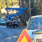 Sanremo: albero a rischio crollo tagliato nella zona del 'Prato' di San Romolo (Foto)