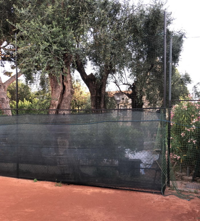 Bordighera: comitato spontaneo del verde “Plauso al Tennis Club che ha tutelato l’ulivo centenario del campo 2”