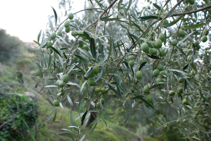 Il caldo di luglio e agosto non avrà conseguenze sulle coltivazioni, Coldiretti: “Siamo tranquilli anche per la maggiore quantità di acqua a disposizione”