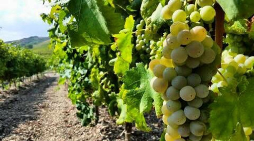 Tre Bicchieri 2025, il vino Dolceacqua '23 premiato dal Gambero Rosso