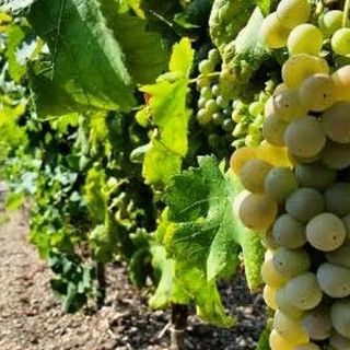 Tre Bicchieri 2025, il vino Dolceacqua '23 premiato dal Gambero Rosso