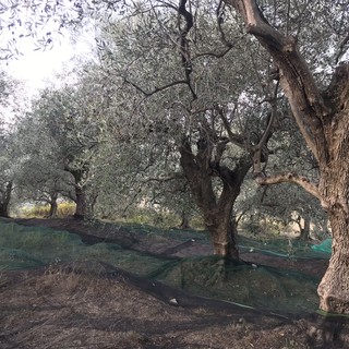 Esoscheletri passivi in olivicoltura, successo della conferenza di presentazione