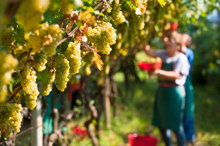 Vendemmia 2020: clima favorevole e produzione in crescita del 15% rispetto all’anno scorso