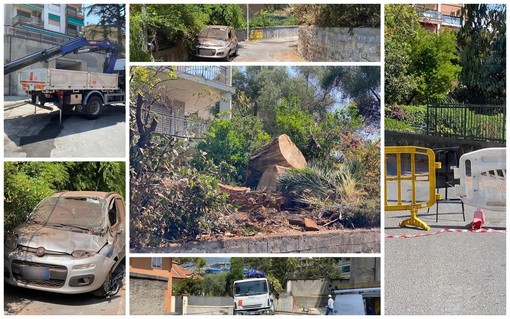 Sanremo: rimosso l'eucaliptus crollato ieri in via Tasso, difficile risalire al proprietario della casa (Foto)