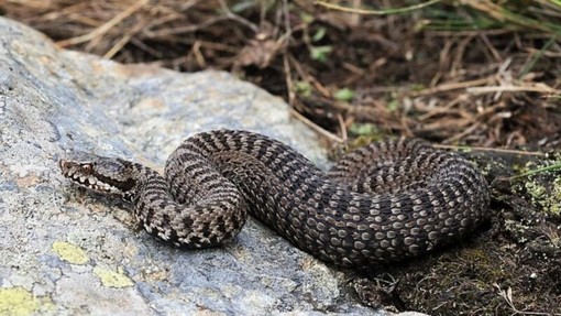 Castel Vittorio: 55enne morso da una vipera in zona Langan finisce in ospedale