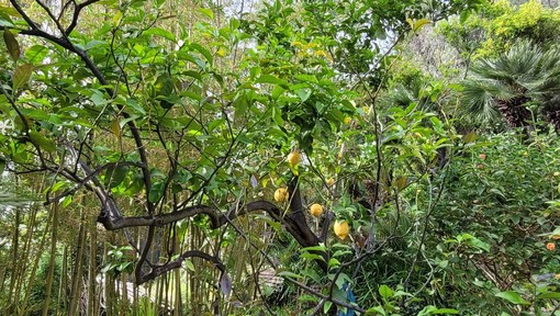 Bordighera: nuova visita guidata in Villa Pompeo Mariani