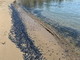 Il mare dell'estremo ponente è pulito: in attesa della bandiera blu la conferma arriva dalle 'Barchette di San Pietro' (Foto)