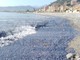 Riva Ligure: anche  quest'anno è tornato il fenomeno delle Barchette di San Giovanni sulla spiaggia (Foto)