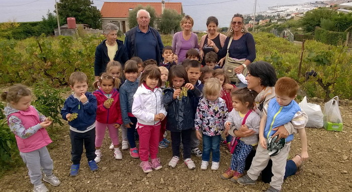 Sanremo: questa mattina i bambini della scuola dell'infanzia di Poggio hanno vendemmiato con 'Nonno Orlando'