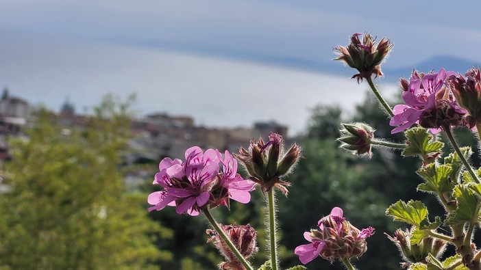 Bordighera, si rinnova l'appuntamento di Villa Pomeo Mariani con una visita guidata