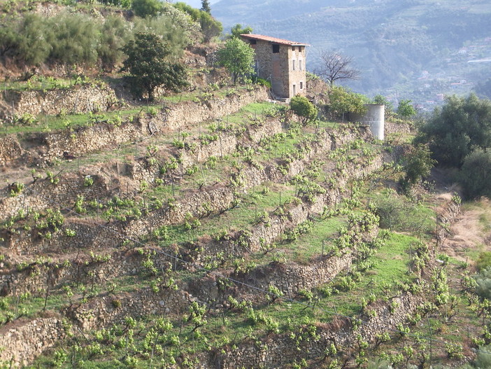 Regione Liguria sulla viticoltura: interviene l’Assessore Stefano Mai “Pronti per l’assegnazione nuovi 15 ettari”