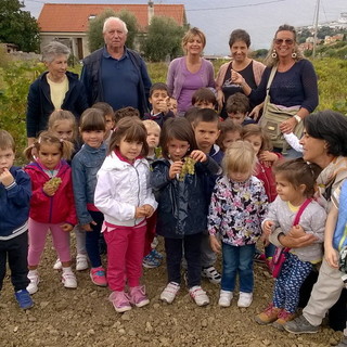 Sanremo: questa mattina i bambini della scuola dell'infanzia di Poggio hanno vendemmiato con 'Nonno Orlando'