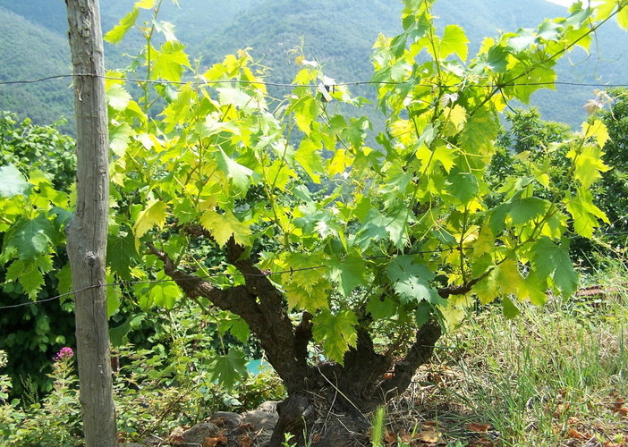 Domenica prossima per 'FAI un giro in vigna' visita in un vigneto del Moscatello a Taggia