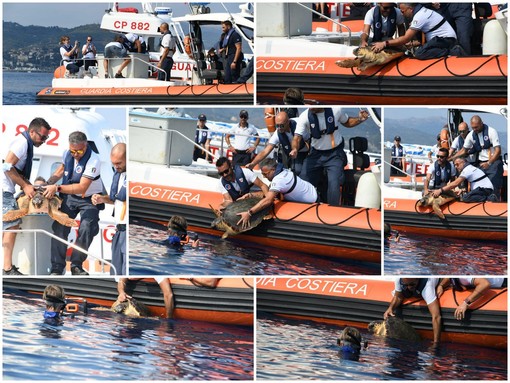 Imperia: dopo le cure ricevute all'acquario di Genova è tornata in mare oggi pomeriggio la tartaruga 'Vangelina' (Foto)