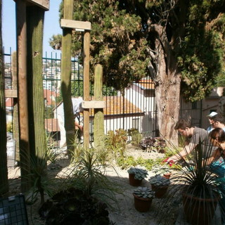 Sanremo: abbattuti due alberi nel giardino di rive San Giuseppe, rimossi un cipresso e un pino