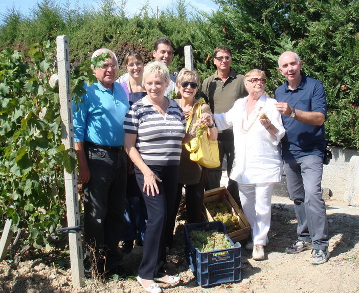 Sanremo: si è svolta domenica scorsa la vendemmia del Vermentino 'Calvini'