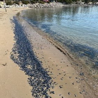 Il mare dell'estremo ponente è pulito: in attesa della bandiera blu la conferma arriva dalle 'Barchette di San Pietro' (Foto)