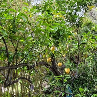 Bordighera: nuova visita guidata in Villa Pompeo Mariani