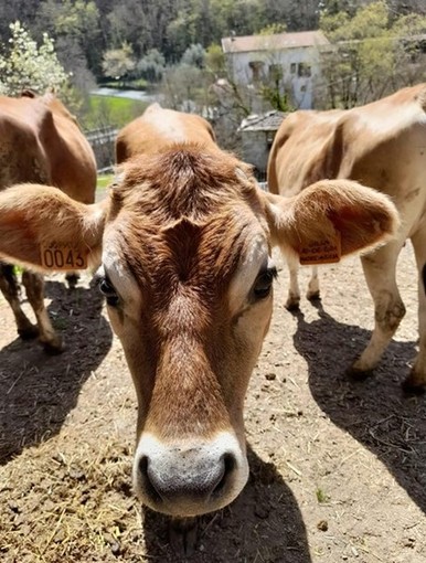 Lo Yogurt della provincia di Imperia è PurØ: ecco dove trovarlo