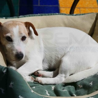 Sanremo: smarrita questa mattina nella zona di corso Inglesi la cagnolina Zoy, l'appello del proprietario (Foto)