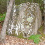 Apricale, scoperto un altare sacrificale imprigionato fra due alberi (foto)