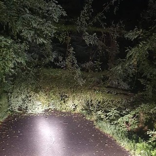 Molini di Triora, caduta di alberi sulla strada che porta ad Andagna: secondo episodio in 10 giorni