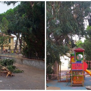 Diano Marina, dramma sfiorato: grosso ramo di Eucaliptus cade al parco giochi di via Campodonico